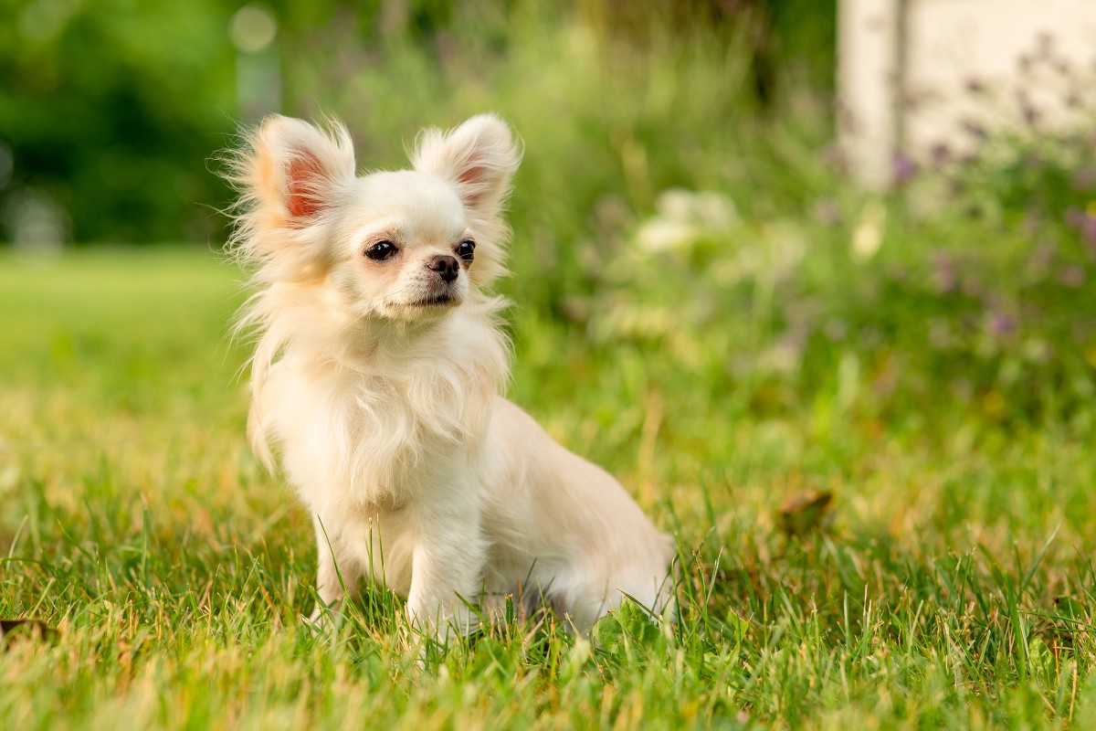 Chihuahua 2