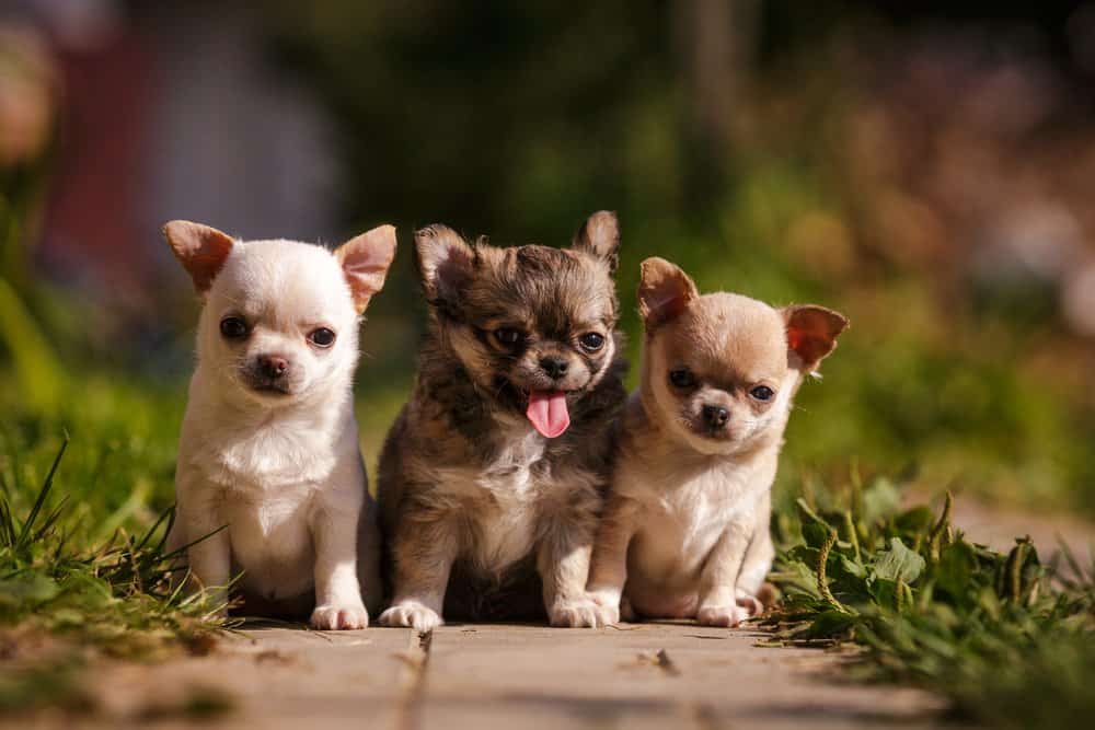 Chihuahua 3
