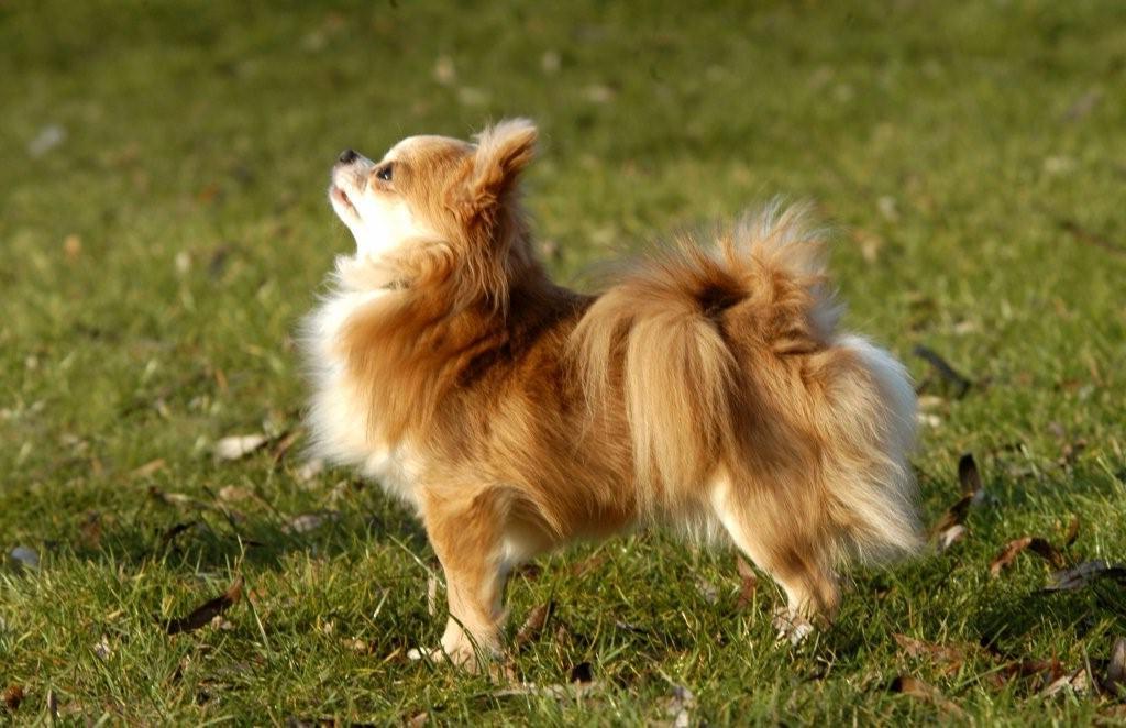 Chihuahua 5