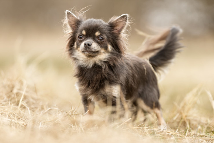 Chihuahua 6