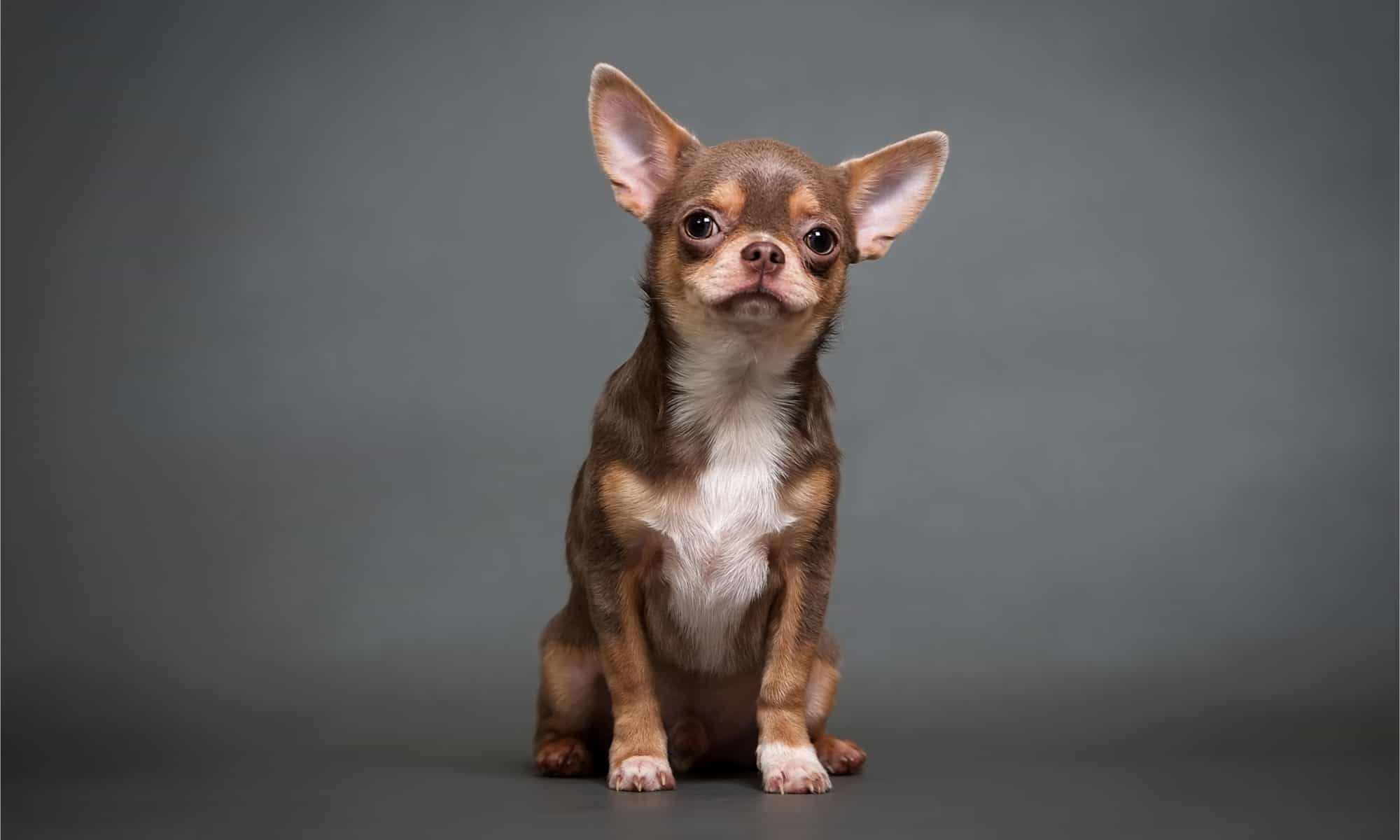 Kurzhaar Chihuahua