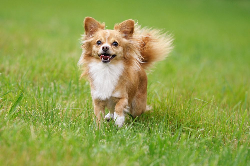 Langhaar Chihuahua