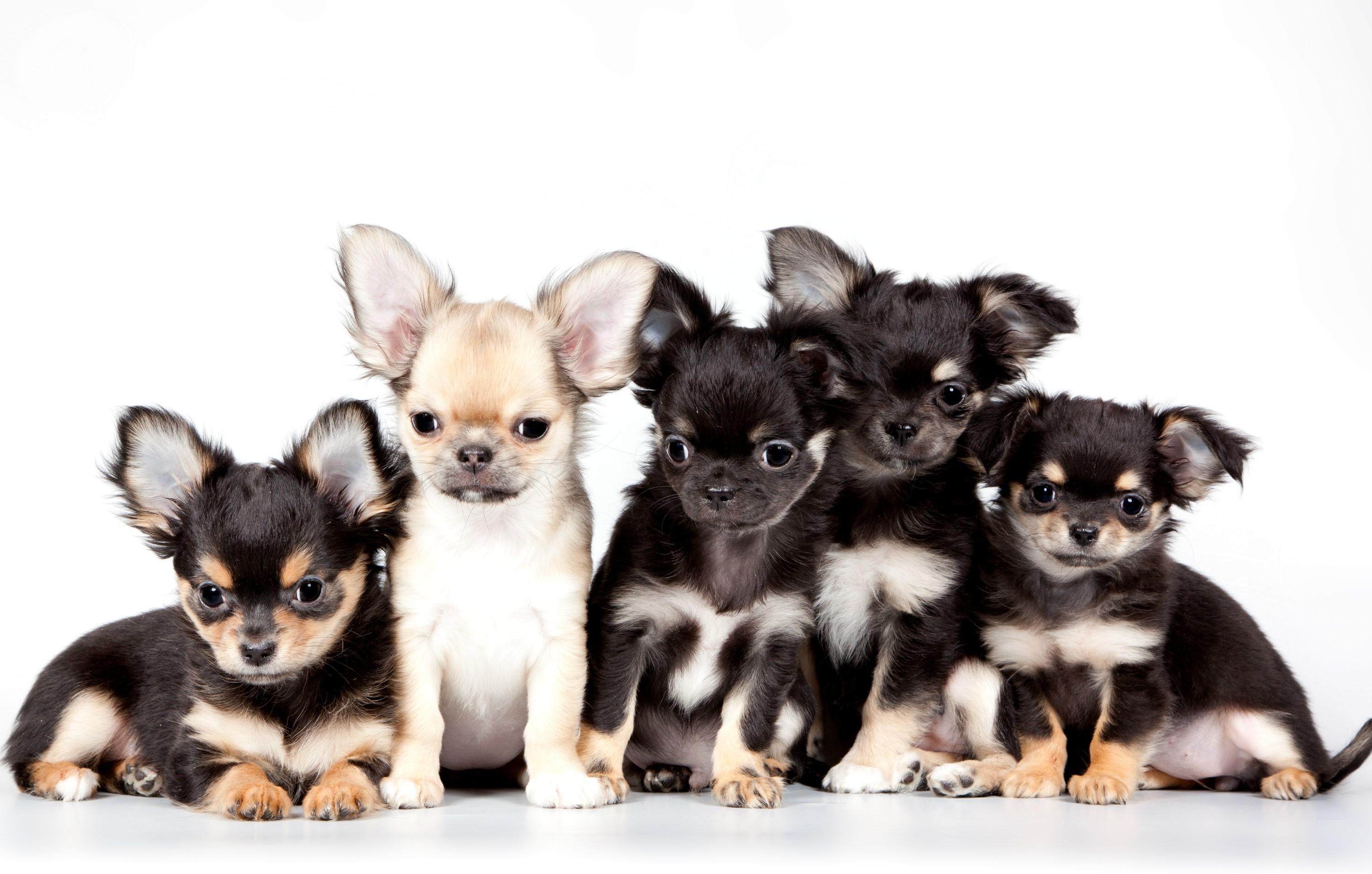 Mehrere Chihuahuas